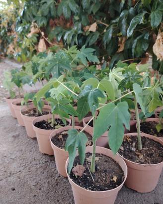 Piantine tropicali