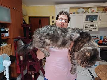 Maschio Maine Coon XXL per accoppiamento