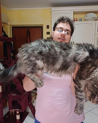 Maschio Maine Coon XXL per accoppiamento