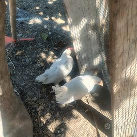 Gallo livornese