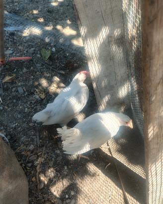 Gallo livornese