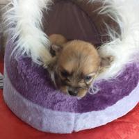 Cucciolo di spitz Pomerania piccolo