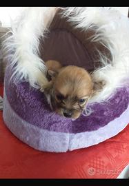 Cucciolo di spitz Pomerania piccolo