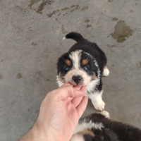 Cuccioli di pastore australiano
