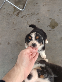 Cuccioli di pastore australiano