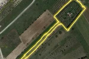 Terreno agricolo piantu