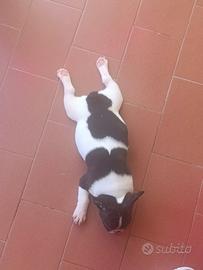 Cuccioli di bulldog francese