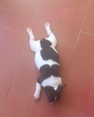Cuccioli di bulldog francese