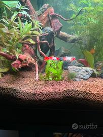 Avannotti guppy koi tropical