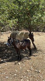 Cavalla Pony di Esperia