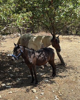 Cavalla Pony di Esperia