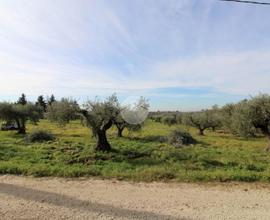 TER. AGRICOLO A MONTELIBRETTI