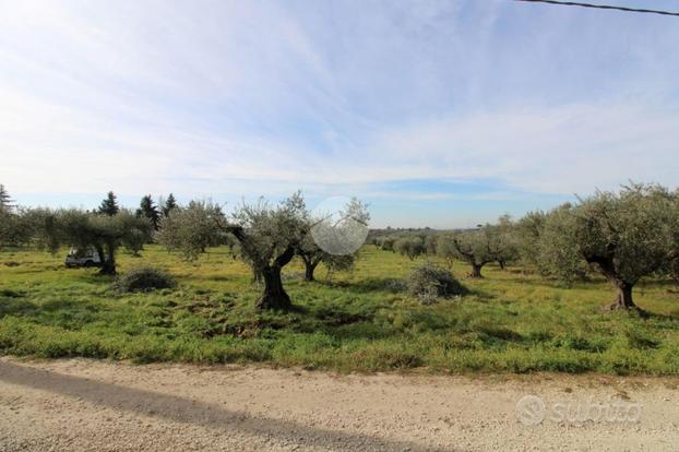 TER. AGRICOLO A MONTELIBRETTI