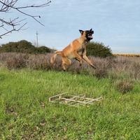 Pastore belga Malinois puro