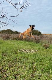 Pastore belga Malinois puro