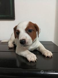 Jack Russell cucciola meravigliosa