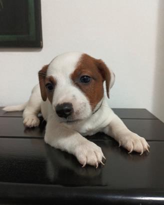 Jack Russell cucciola meravigliosa
