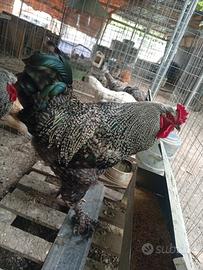 Gallo