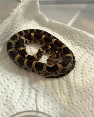 Serpente del grano