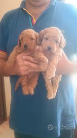 Cagnolino red