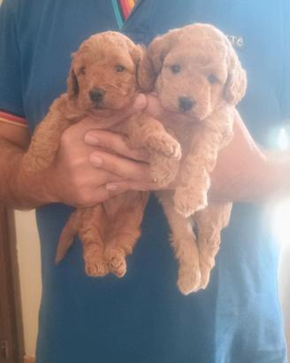 Cagnolino red