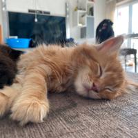 Splendidi cuccioli Maine Coon