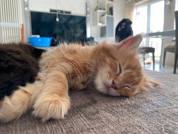 Splendidi cuccioli Maine Coon