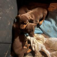 Cuccioli di cane segugio