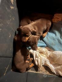 Cuccioli di cane segugio