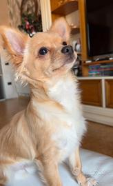 Chihuahua maschio con pedigree e ci