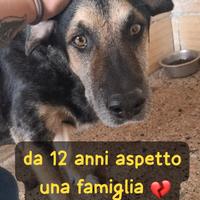 MIRKO 12 ANNI taglia media
