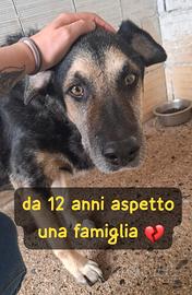 MIRKO 12 ANNI taglia media