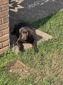 Cuccioli di Labrador Retriever con pedigree