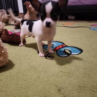 Cuccioli chihuahua