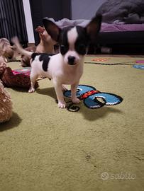 Cuccioli chihuahua