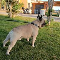 Bulldog francese maschio per monta THOR Bouledogue