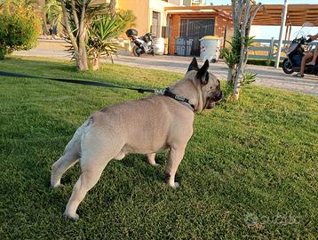 Bulldog francese maschio per monta THOR Bouledogue