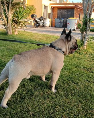 Bulldog francese maschio per monta THOR Bouledogue