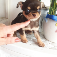 Mini chihuahua maschi