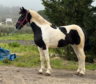 Fattrice Barock Pinto