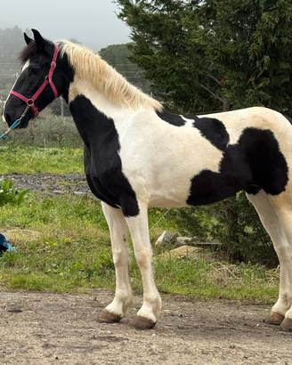Fattrice Barock Pinto