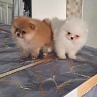 Cuccioli di spitz pomerania mini toy