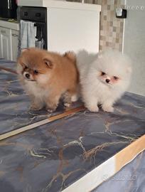 Cuccioli di spitz pomerania mini toy