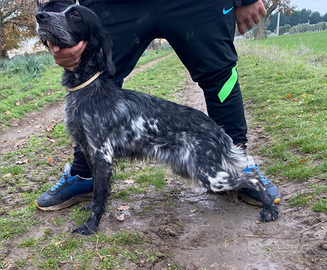 Setter inglese cucciola