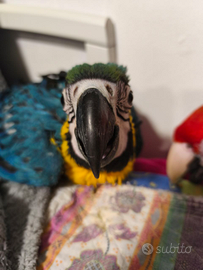 Ara ararauna allevate a mano