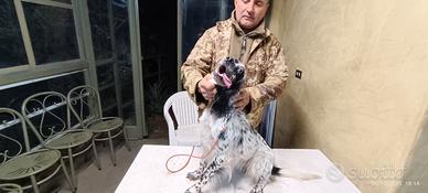 Cendesi cani da caccia