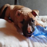 Disponibili da metà marzo