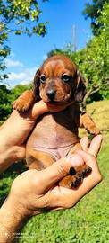 Bassotto cuccioli pedigree ENCI