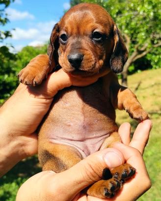 Bassotto cuccioli pedigree ENCI