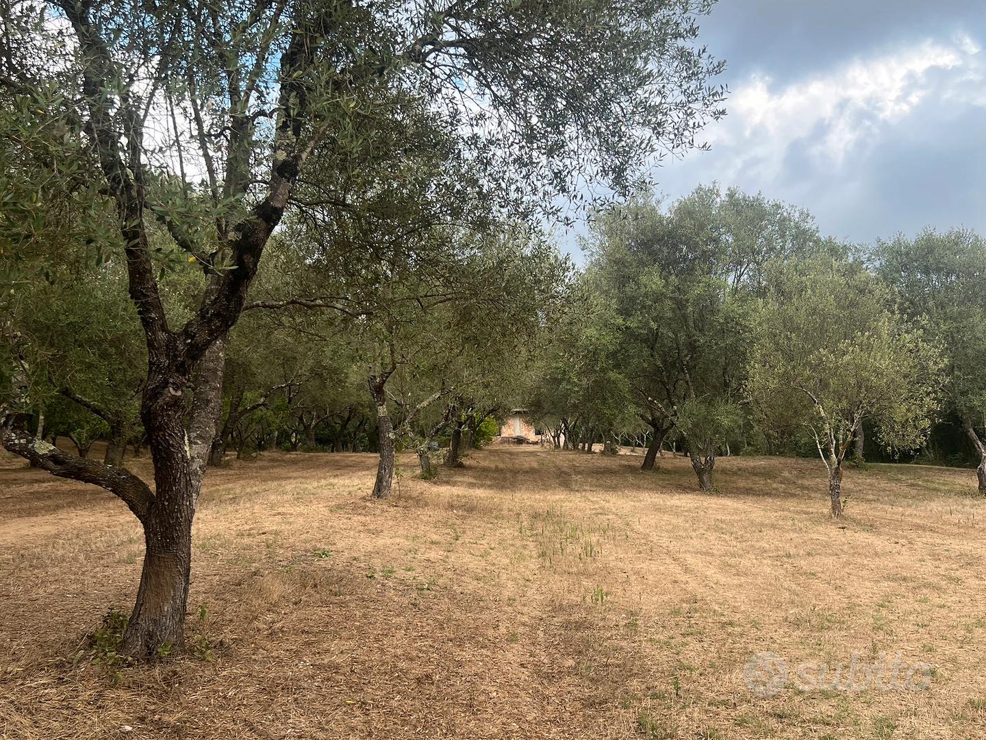 Terreno agricolo 2 ettari con fabbricato - Vista 4